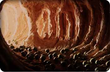 contamination-header