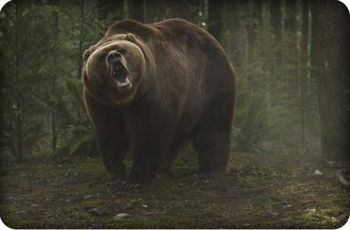 intothegrizzlymaze