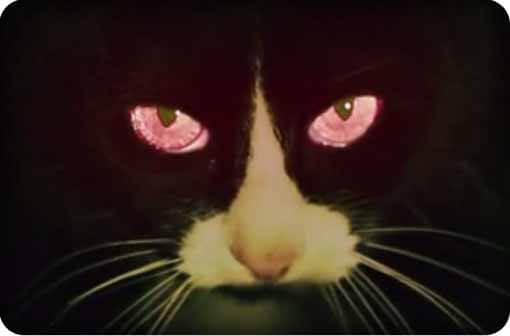 zombie-cats