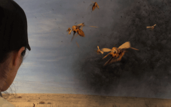 tsunambee