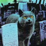 Pet Sematary Cat