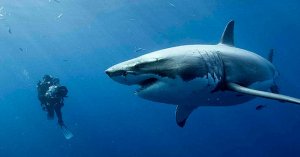 47 Meters Down