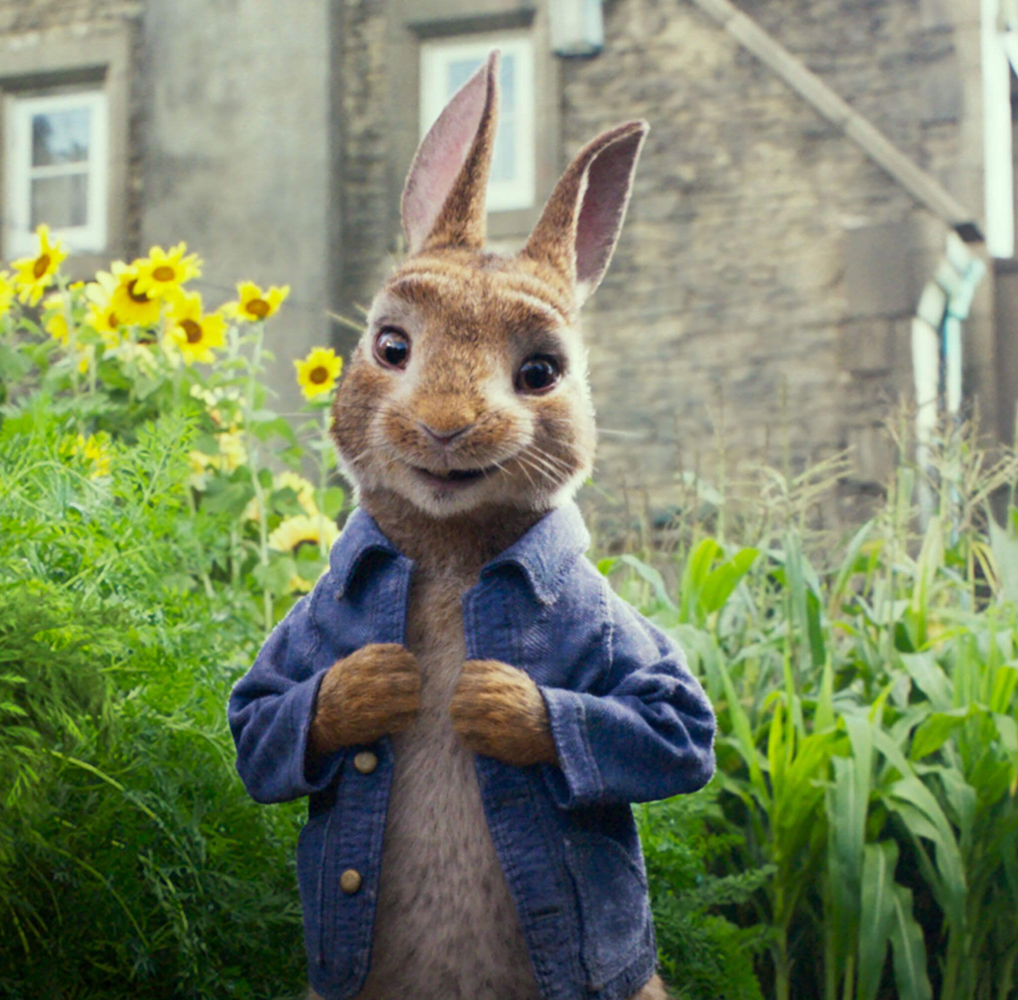 peter rabbit