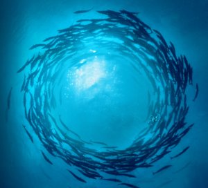 Swarm