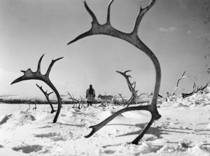 Reindeer