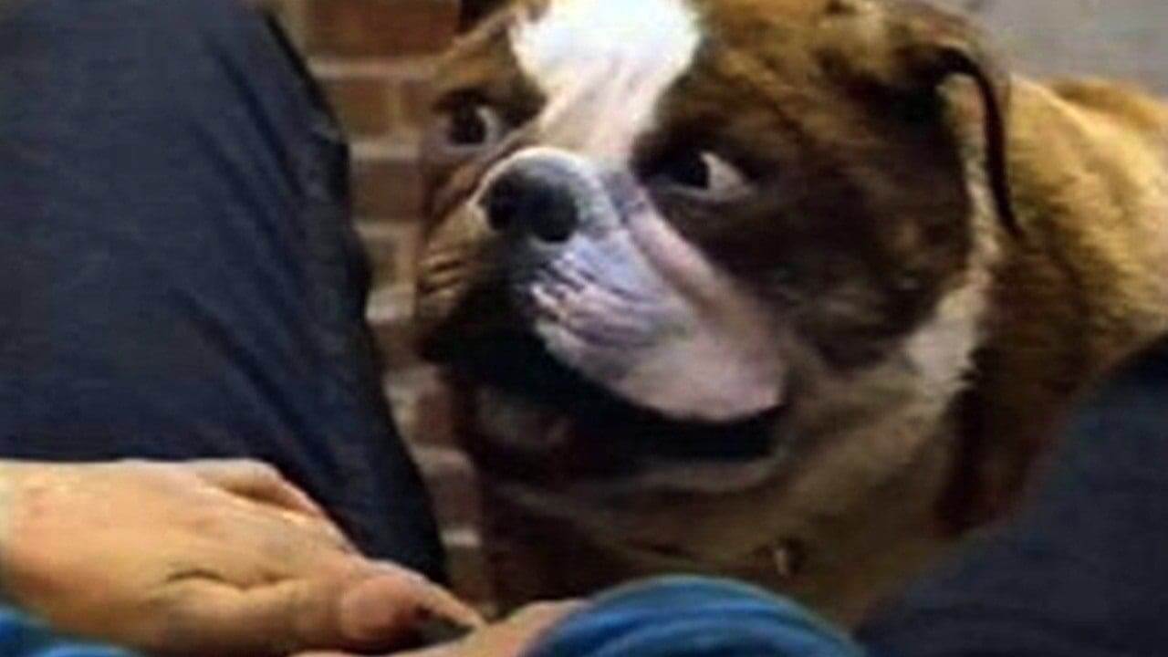Poochinski dog