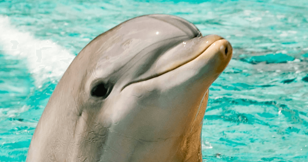 titans telephemera quinn martin nosey and the kid dolphin