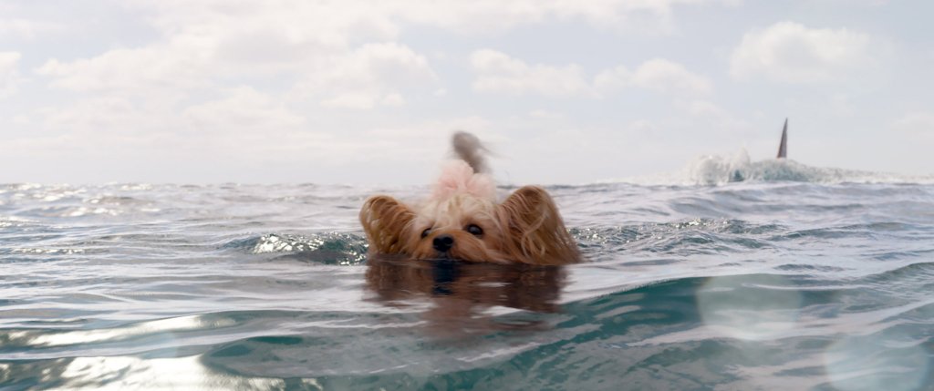 Dog swimming away from The Megalodon; casting announcement for Meg 2