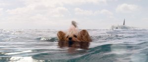 Dog swimming away from The Megalodon; casting announcement for Meg 2