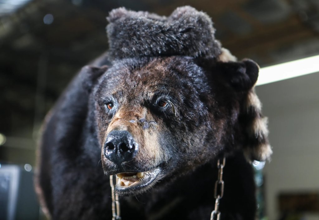 The real-life Cocaine Bear at the Kentucky Fun Mall