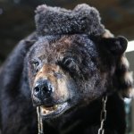 The real-life Cocaine Bear at the Kentucky Fun Mall