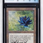 black lotus