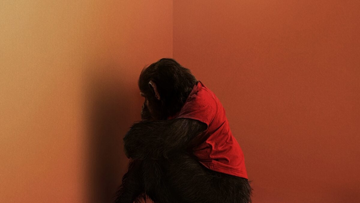Primate